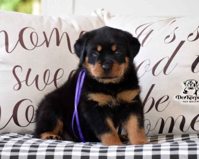 German rottweiler puppies outlet for sale 2018