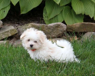 Taffy - Maltese Puppy For Sale in Pennsylvania