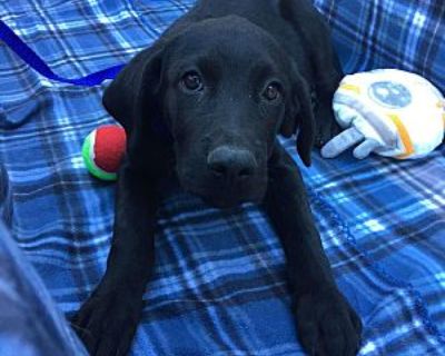 Bristol - Labrador Retriever Female Puppy for Adoption