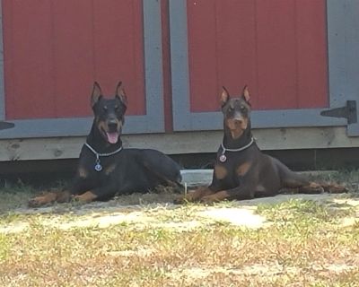 Doberman Pinscher Puppies