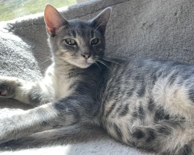 Winston is an 11 week old healthy happy kitty! He loves people, cats and does well with the dogs in his foster home. He is ready for his new home. Apply to learn more or adopt him here --> https://www.jotform.com/251497248399171. Out-of-town pets are cared for by non-local organizations who can make arrangements for the pet to be transported to your area. Learn More. Kitten Male Medium Gray / B...