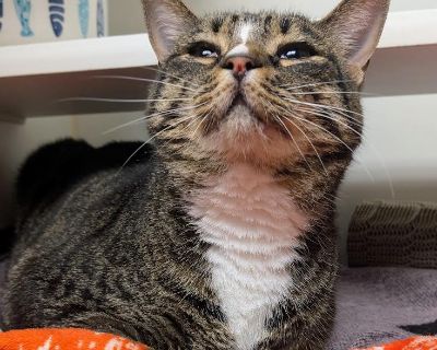 Socks - Domestic Short Hair Mix Female Cat for Adoption