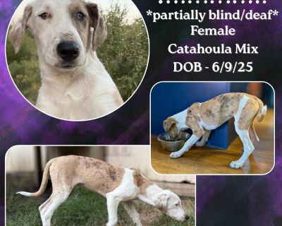 Introducing Cookie, an extremely playful and affectionate Catahoula puppy with an unbreakable spirit! This adorable girl is mostly blind and deaf, but it hasn't slowed her down for a second. Cookie is fearless and undeterred, diving head-first into every adventure. She is excellent on her leash and harness for walks and loves to explore both the backyard and new places in public. She is highly ...