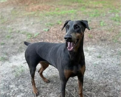 Star - Female Puppy Doberman Pinscher for Adoption