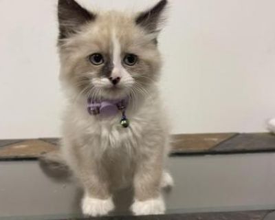 Spring Ragdoll Litter - Ragdoll Male & Female Kitten For Sale