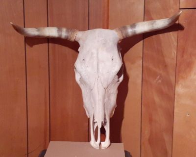 Steer skull