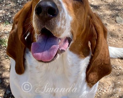 Bo Woods - Basset Hound Male Dog for Adoption