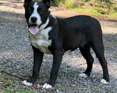Young. Black. Adoption process Lucky's Legacy exists to serve the best interest of the animals in our care; thus, we have the right to deny the adoption of any animal at any time. Furthermore, Lucky's Legacy is not responsible for any veterinarian responsibilities that may occur once the adoption process has been completed, unless specified otherwise by an official staff member of the rescue. S...