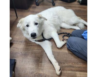 Tayter - Great Pyrenees/Mixed Breed (Medium) Mix Female Dog for Adoption