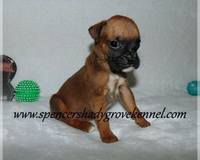 males females - Boxer Female Puppy for Sale