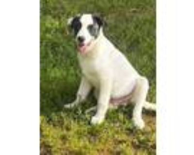 Adopt Ozzy a Great Pyrenees, Border Collie