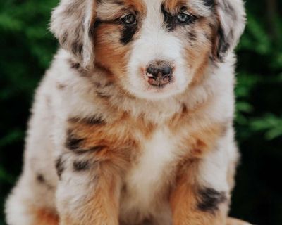 Sophie - 7 Weeks Female Mini Bernedoodle Puppy for Sale