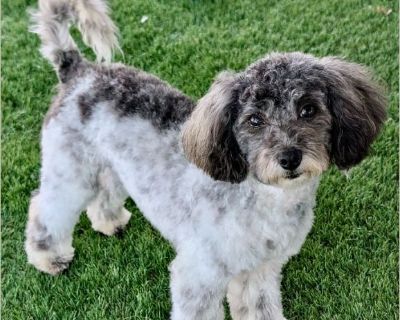 Hello- my name is Oreo! I'm an adorable little poodle weighing in at just 7 lbs and estimated at a year old. I was surrendered with my buddy Lolly by our owner who was no longer able to care for us I am quite shy; but love to be cuddled and held once I'm in your arms! I get along with the other dogs at the rescue, but I find the big dogs a bit scary. I've been well behaved around the rescue cat...