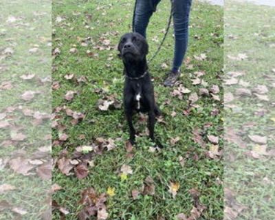 Tucker - Male Labrador Retriever-Unknown Mix Young for Adoption