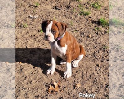 9 Weeks Old * Size at Maturity: Large * Availability Date: 11/17/2025 * Shipping Area: Pick Up Only * Payment Method: Cash *. They were born September 13 2025. They were vet checked at 2 days old when tails and dew claws were done. They were wormed at 2,4,6 and 8 wks. They were vet checked again at 6 wks with their first shot. They are working now on house breaking. They are well socialize with...