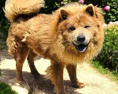 Rescue from TX Bear is a 4-year-old, 42-pound Chow Chow. He s a good boy and gets along well with other dogs. However, Bear needs an experienced owner. He is fearful and doesn t trust strangers when touched by someone he doesn t know, he may try to nip out of fear. While he has no bite history, it s important that his future person understands how to work with a dog like him. Once Bear learns t...