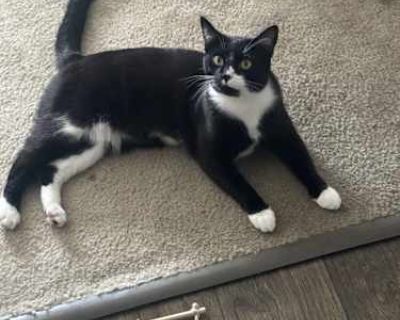 Mona - American Shorthair Female Cat for Adoption