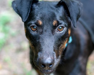 Bambi - Terrier Mix Female Dog for Adoption