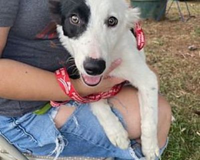 Felicia - Border Collie Female Dog for Adoption