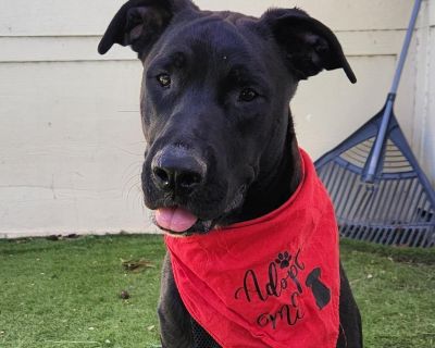 Benjamin is a happy, playful boy who absolutely loves to be chased around the yard with his toys! The moment he steps outside, he grabs a toy usually his favorite ball and waits for his brother to come after him. He s great at catch and could play for hours! When he s not showing off his athletic skills, Benjamin is a total lovebug who covers everyone people and dogs alike with kisses. He s als...