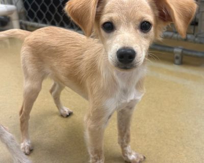 Biggie - Chihuahua Mix Male Puppy for Adoption