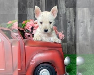 8 Weeks Old * Size at Maturity: Small * Show Potential: Yes * Availability Date: 11/13/2025 * Shipping Area: Nationwide * Payment Method: Credit Cards, Cash *. A EXTRA sweet and energetic little girl! She up to date with vaccinations and deworming. Microchipped and ready now for her new home. Items Included: Current vaccinations, veterinarian examinations, health certificate, puppy food