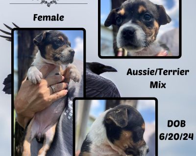 Raven - Australian Shepherd & Terrier Mix Female Puppy for Adoption