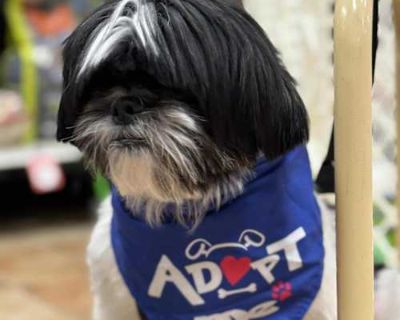 Phoenix - Mixed Breed (Small) Male Dog for Adoption