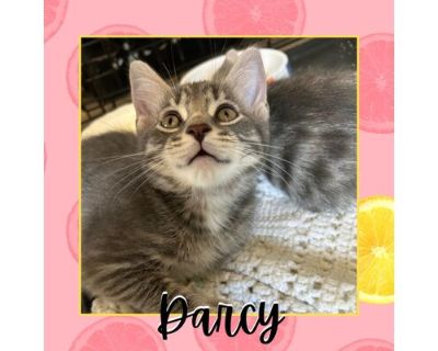 Darcy - Domestic Shorthair Cat for Adoption