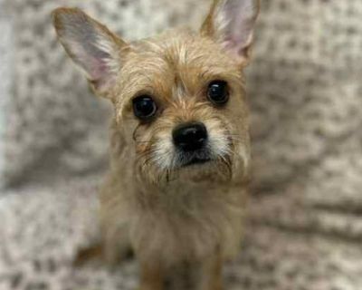 Meet Gia & Mia! This precious bonded pair of Chorkies (Chihuahua/Yorkie mixes) were found as strays and have been inseparable ever since. It s believed that Mia (around 3 4 years old) is Gia s loving mom, and Gia (about 2 years old) is her playful little girl. Both weigh around 8 pounds small in size but overflowing with personality! Gia and Mia are happy, affectionate, and full of spunk. They ...