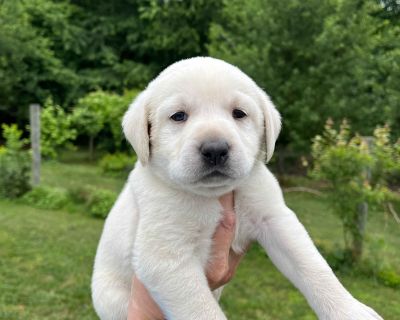 2 Male Labrador Retriever Puppies for Sale