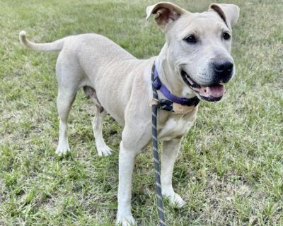 A Dash of Sass and a Whole Lot of Love Anya s the picture of a dog who decided life s too short not to have fun. She s five years old, about 42 pounds, a Staffordshire Terrier and Lab mix with the kind of spirit that fills a home. She s playful, expressive, and just a little bit dramatic the kind who makes you laugh even when she s up to something. Whether she s wrestling with the water hose or...