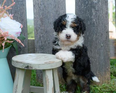 Clyde - 6 Weeks Male Mini Bernedoodle Puppy for Sale