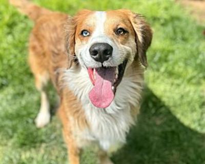 Nash - Golden Retriever/Australian Shepherd Mix Male Dog for Adoption