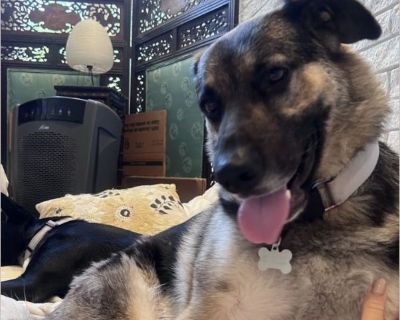 Merry likes to be part of a pack and looks to the other dogs for guidance and reassurance. She is wary of new people but once she gets to know a person, she is very friendly. She is crate and house trained. She sleeps and eats in her crate. She knows a few basic commands. Walks on a leash but only in the backyard as is to scared to leave the house. She does go to doggie day care once a week and...