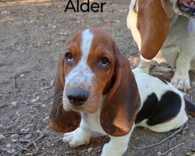 Alder - Basset Hound Male Puppy for Sale