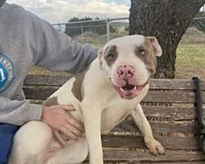 Kiera GDP - American Staffordshire Terrier/Boxer Mix Female Dog for Adoption