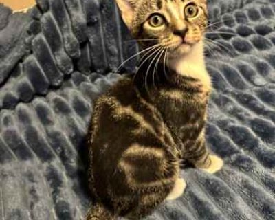 Little man is a talkative little guy who always wants to be with you!. Good with kids Good with dogs Good with cats Housetrained. Breed American Shorthair Color Gray, Blue or Silver Tabby Age Kitten Sex Male Pet ID 7816817 Hair Length medium