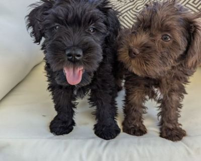 Miniature Schnauzer Puppies