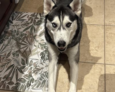 Meet Goodson, a sweet, goofy, and absolutely gorgeous 1.5-year-old Husky weighing about 55 pounds. With his gentle nature and playful spark, he s the perfect mix of cuddly companion and active adventure buddy. Goodson is fully vetted, neutered, healthy, and thriving in his Houston foster home. He s wonderful with men, women, children, and other dogs. He hasn t lived with cats, but his curiosity...