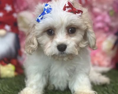 Cora - Female Cavachon Puppy for Sale