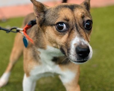 Apache - Jack Russell Terrier & Rat Terrier Mix Male Dog for Adoption