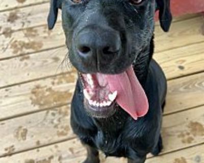 Ellie Mae - Labrador Retriever Female Dog for Adoption