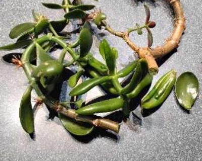 Jade plant cuttings