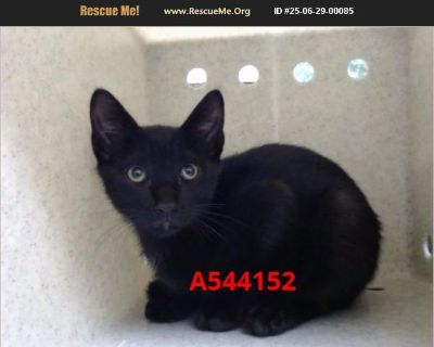 Urgent on July 3rd - Male Kitten Domestic Cat for Adoption