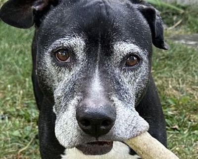 Walter - Bull Terrier Male Dog for Adoption