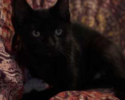 Meet Uncle Fester!. Good with dogs Good with cats Shots current Spayed / Neutered Housetrained. Breed Domestic Shorthair Color Black (Mostly) Age Kitten Sex Male Pet ID 22062218 Hair Length short