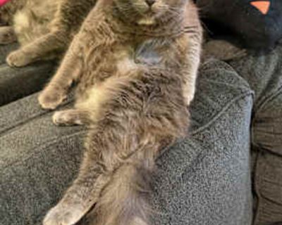 Macy Gray was rescued as a kitten with her three brothers. Collectively, they are called the graybies. Macy is sweeter than candy and always says good morning and goodnight. If you re lucky, you ll witness one of her famous bleps. Her long fur is so soft and luxurious and she ADORES being brushed. She can go solo or with one of her brothers, but should be in a home with at least one other felin...