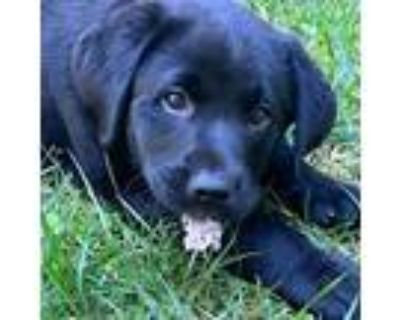 Adopt .....Then There Were 3 a Black Labrador Retriever