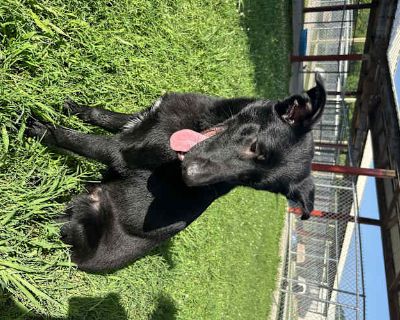 Benji - German Shepherd Dog/Labrador Retriever Mix Male Dog for Adoption